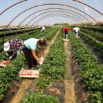 Hapen aplikimet për skemën kombëtare të bujqësisë – Fondi i&hellip;