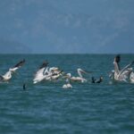 Liqeni i Shkodrës shpallet Rezervë Biosfere e UNESCO-s…